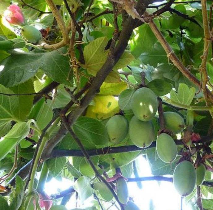 Passiflora Tripartita var. Azuayensis - Maracujá manga, maracujá, banana passionfruit, mango passionfruit - Imagem 5