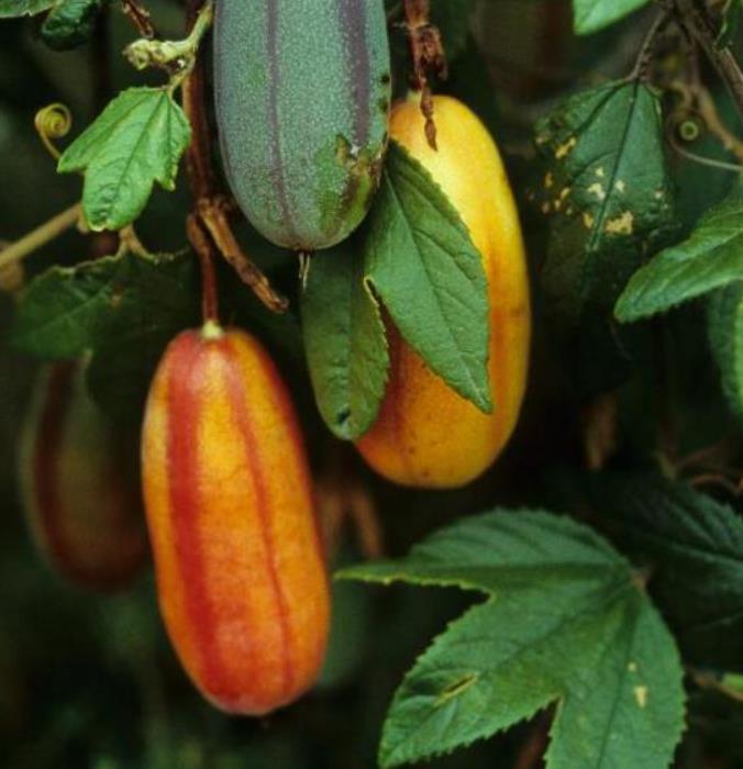 Passiflora Tripartita var. Azuayensis - Maracujá manga, maracujá, banana passionfruit, mango passionfruit - Imagem 6