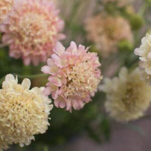 Scabiosa atropurpurea fata Morgana - Doce Escabiosa Creme de Damasco, Escabiosa dos Jardins, Flor da Saudade