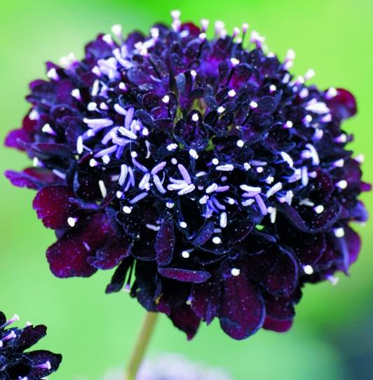 Scabiosa atropurpurea Florist Dark Blue - Flor da Saudade, Doce escabiosa, Escabiosa dos Jardins (Azul Escuro)