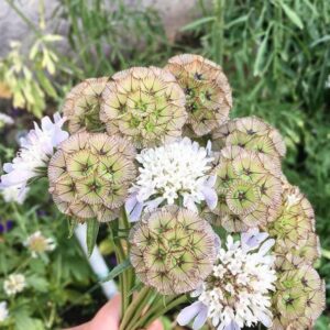 Scabiosa stellata - Escabiosa Flor Lua de Papel, Escabiosa Flor das Estrelas, Ping Pong Starflower