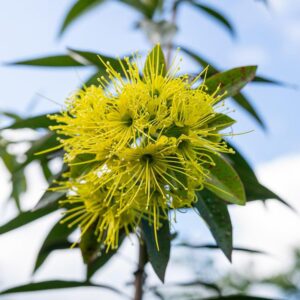 Xanthostemon chrysanthus - Árvore-do-Ouro, Golden Penda, Penda Dourada, Xantostemo