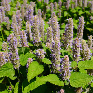 Agastache foeniculum ‘Golden Jubilee’ - Hissopo-aniz