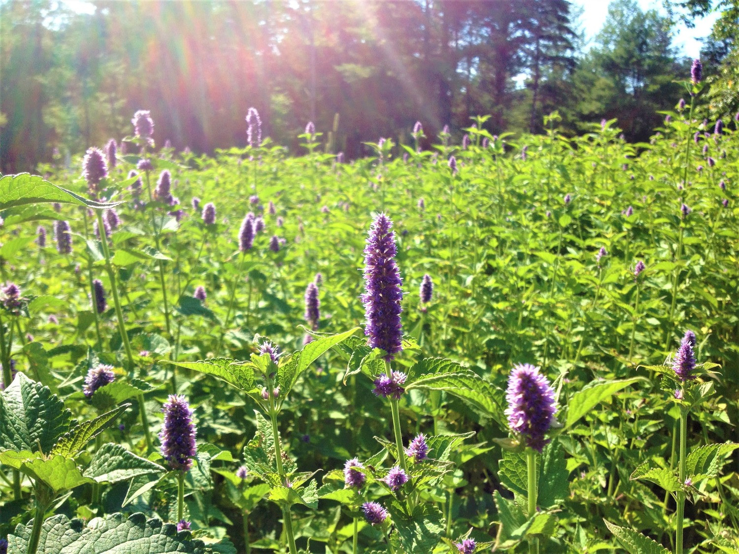 Agastache foeniculum ‘Golden Jubilee’ - Hissopo-aniz - Imagem 2