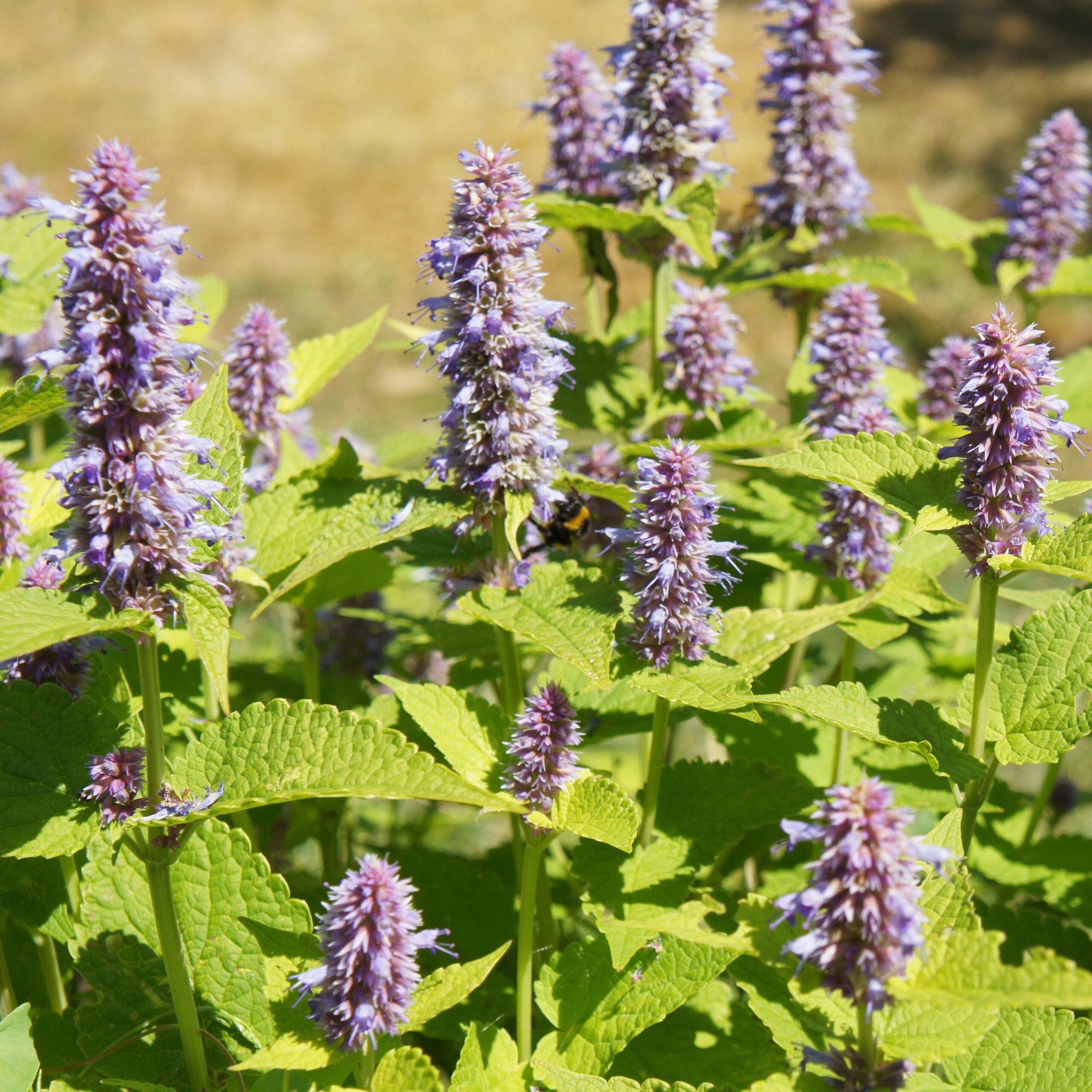 Agastache foeniculum ‘Golden Jubilee’ - Hissopo-aniz - Imagem 3