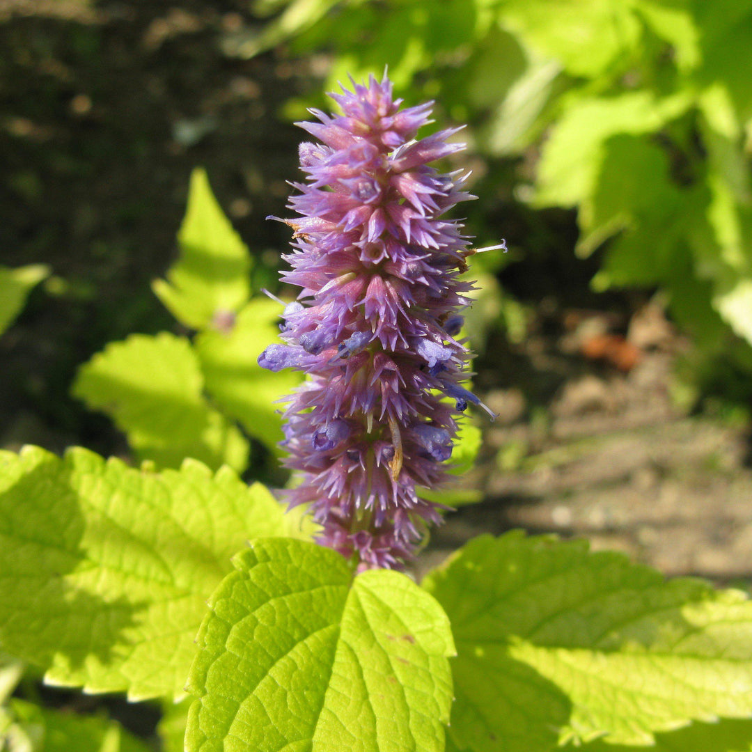 Agastache foeniculum ‘Golden Jubilee’ - Hissopo-aniz - Imagem 4