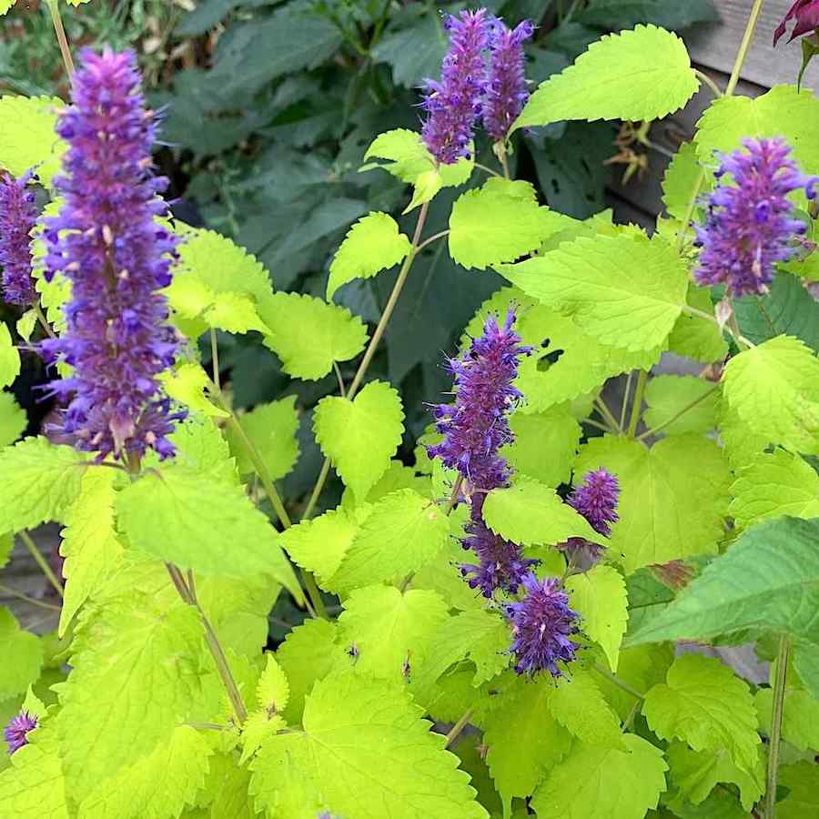 Agastache foeniculum ‘Golden Jubilee’ - Hissopo-aniz - Imagem 5
