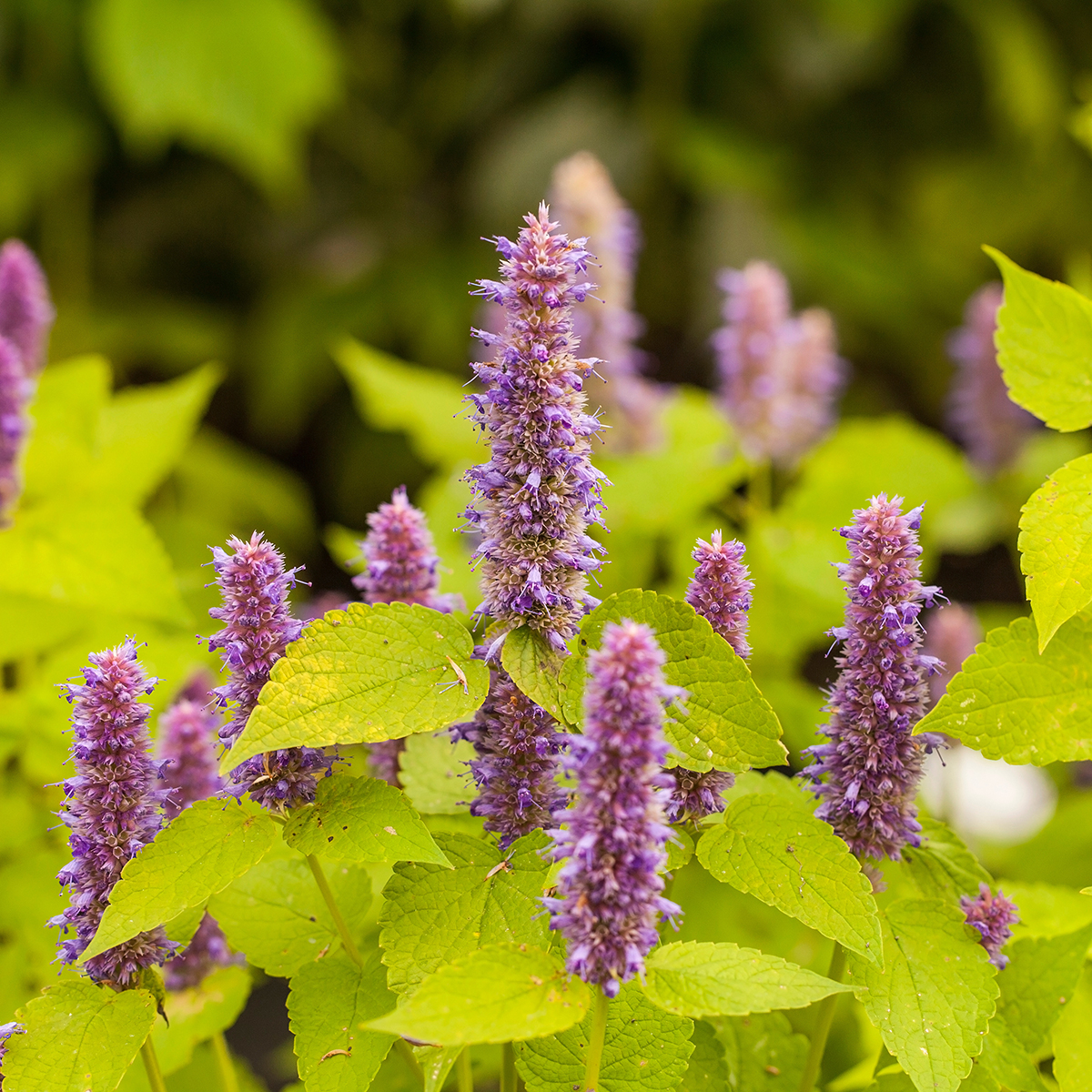 Agastache foeniculum ‘Golden Jubilee’ - Hissopo-aniz - Imagem 6