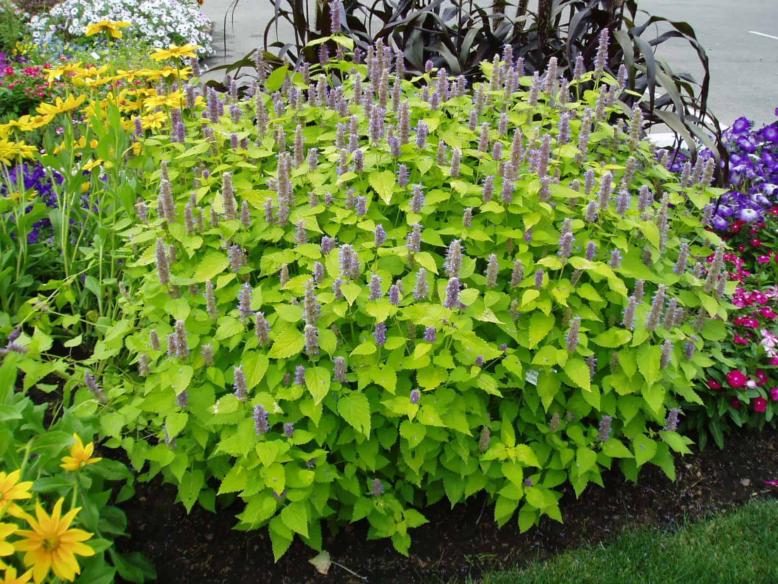 Agastache foeniculum ‘Golden Jubilee’ - Hissopo-aniz - Imagem 7