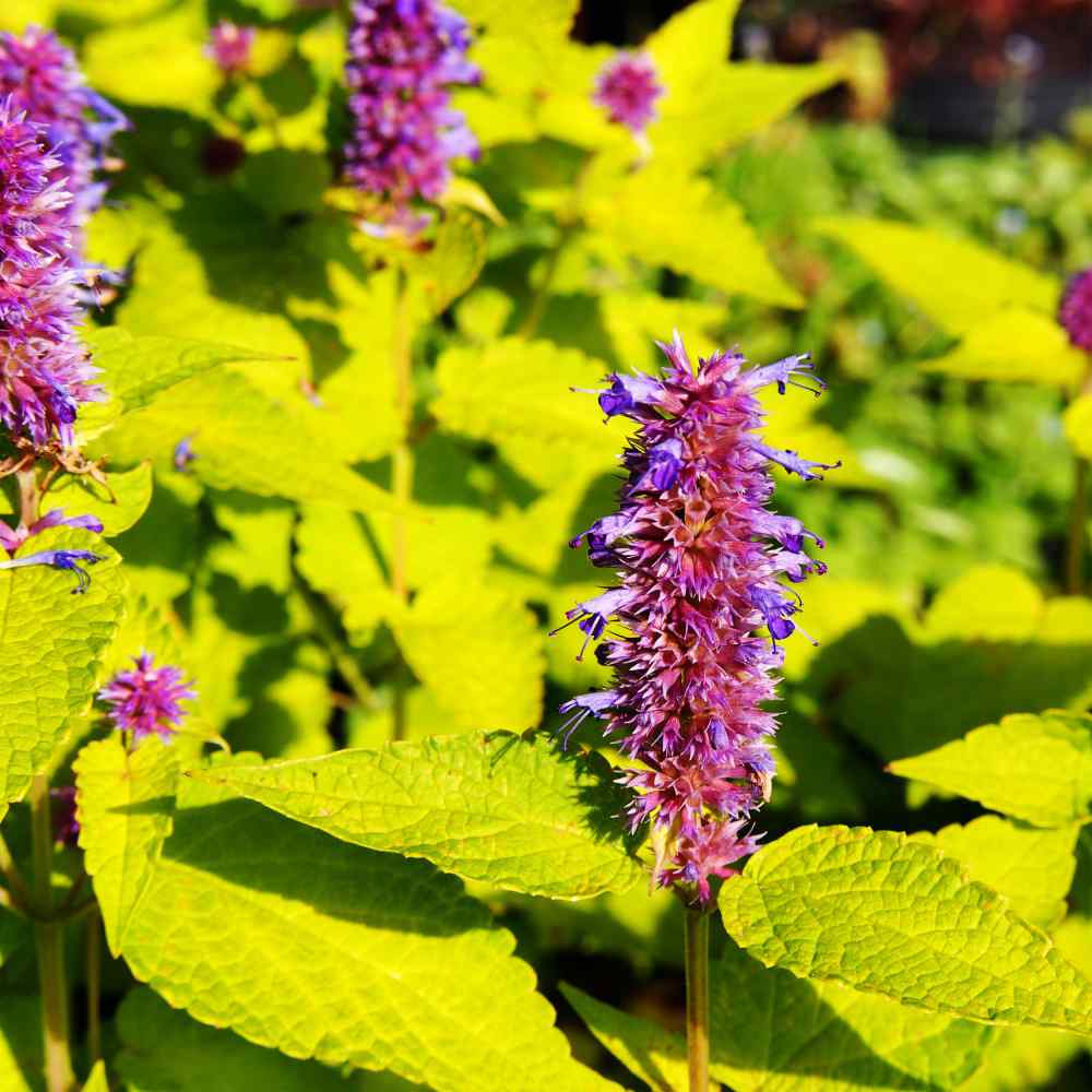 Agastache foeniculum ‘Golden Jubilee’ - Hissopo-aniz - Imagem 8