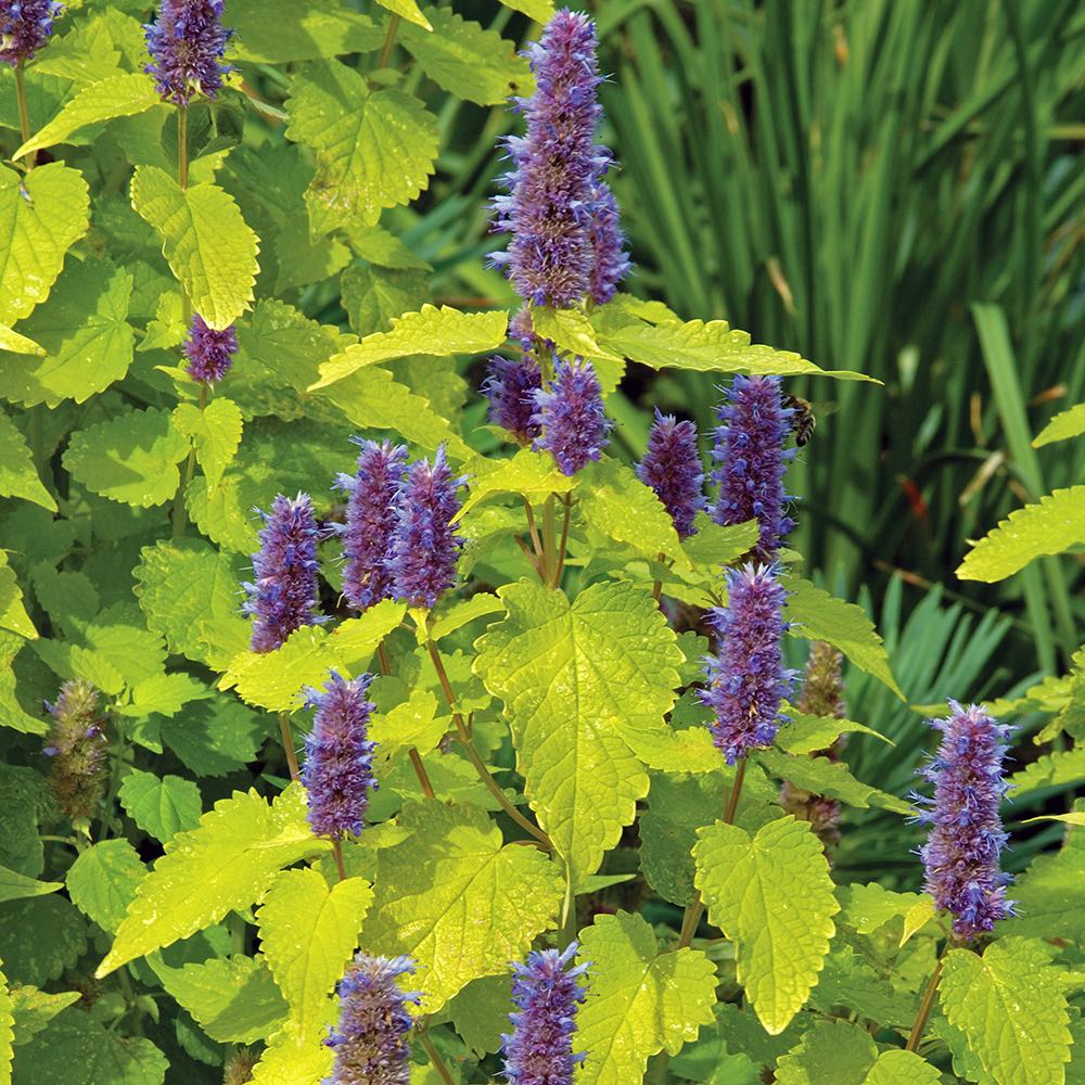 Agastache foeniculum ‘Golden Jubilee’ - Hissopo-aniz - Imagem 9