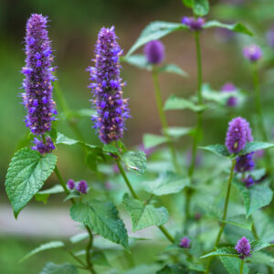 Agastache rugosa 'Korean Mint' - Hortelã Coreana, Menta Coreana