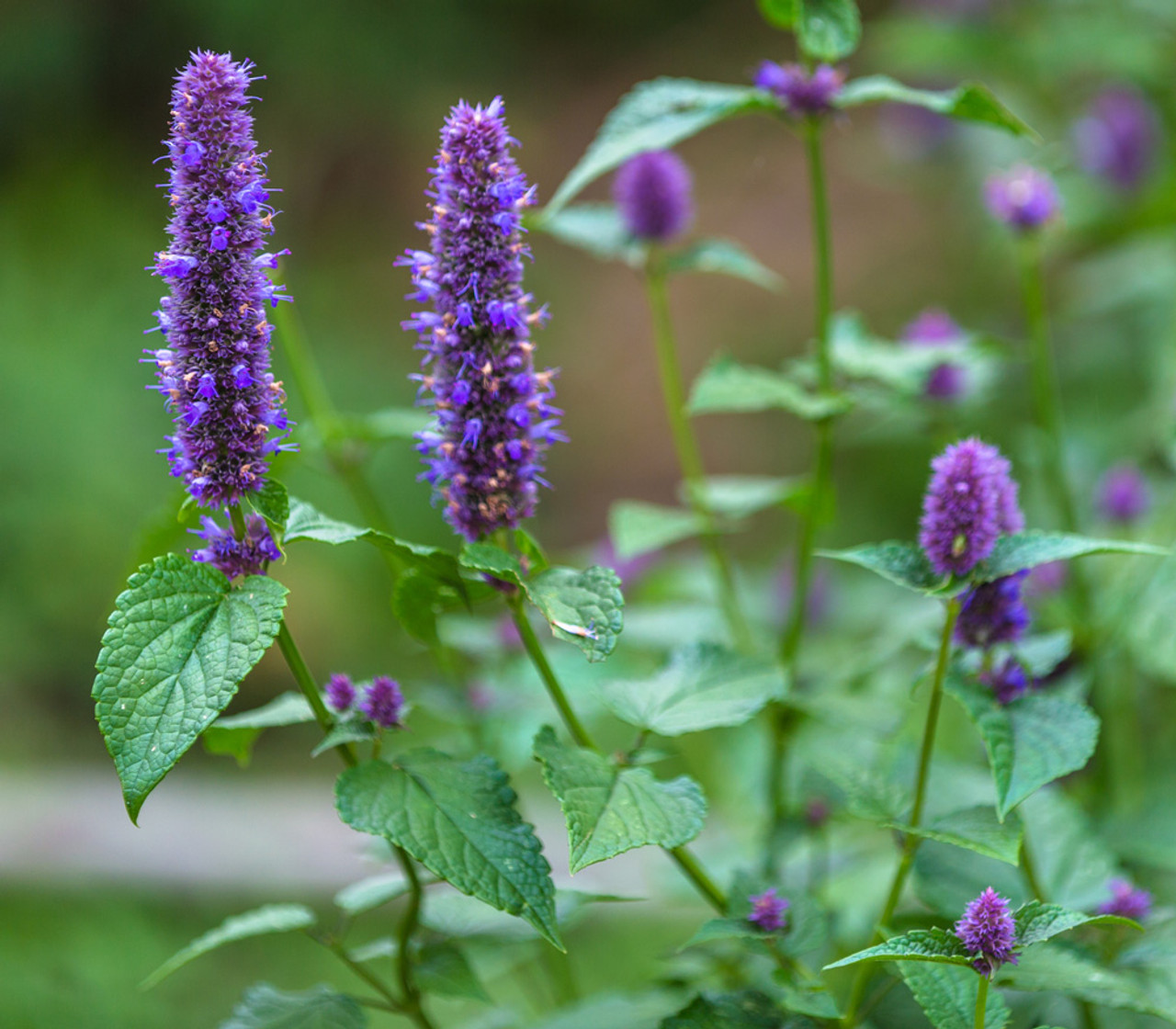 Agastache rugosa 'Korean Mint' - Hortelã Coreana, Menta Coreana