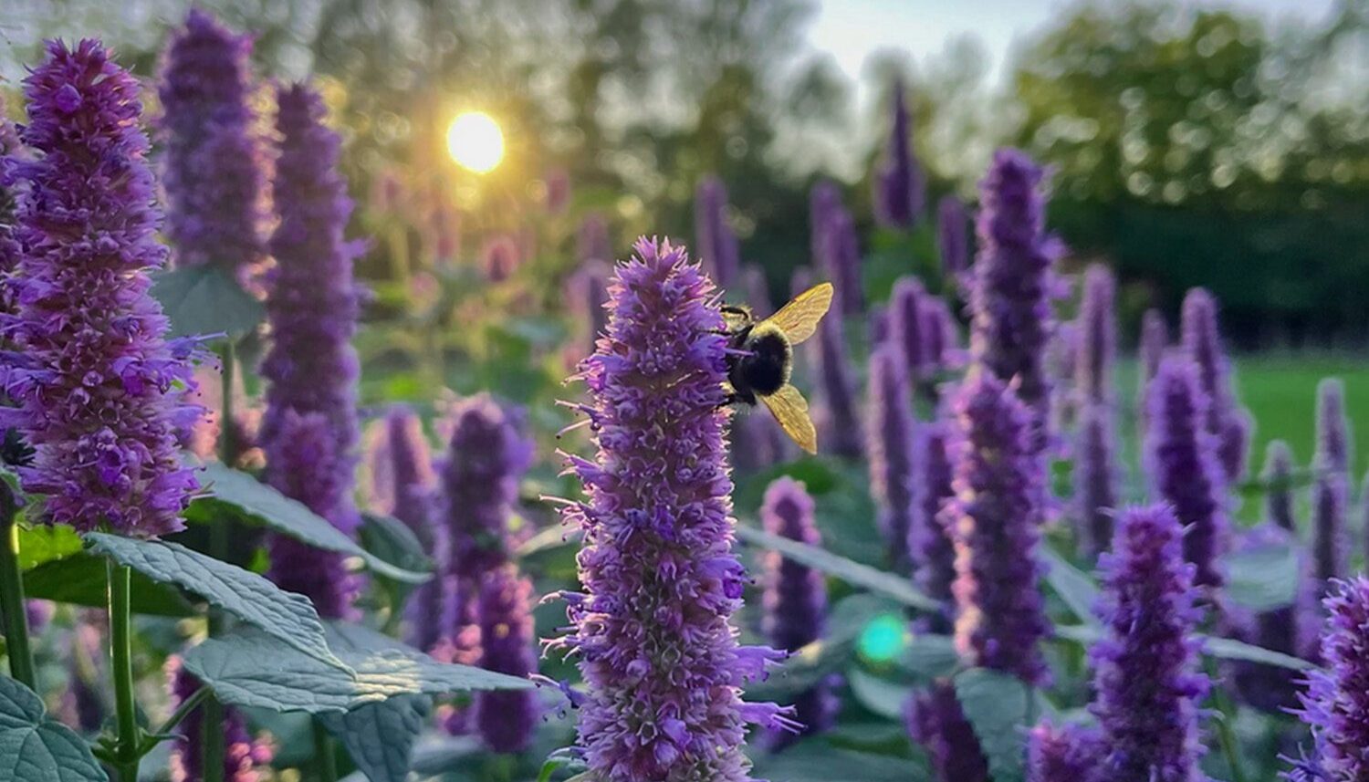 Agastache rugosa 'Korean Mint' - Hortelã Coreana, Menta Coreana - Imagem 3