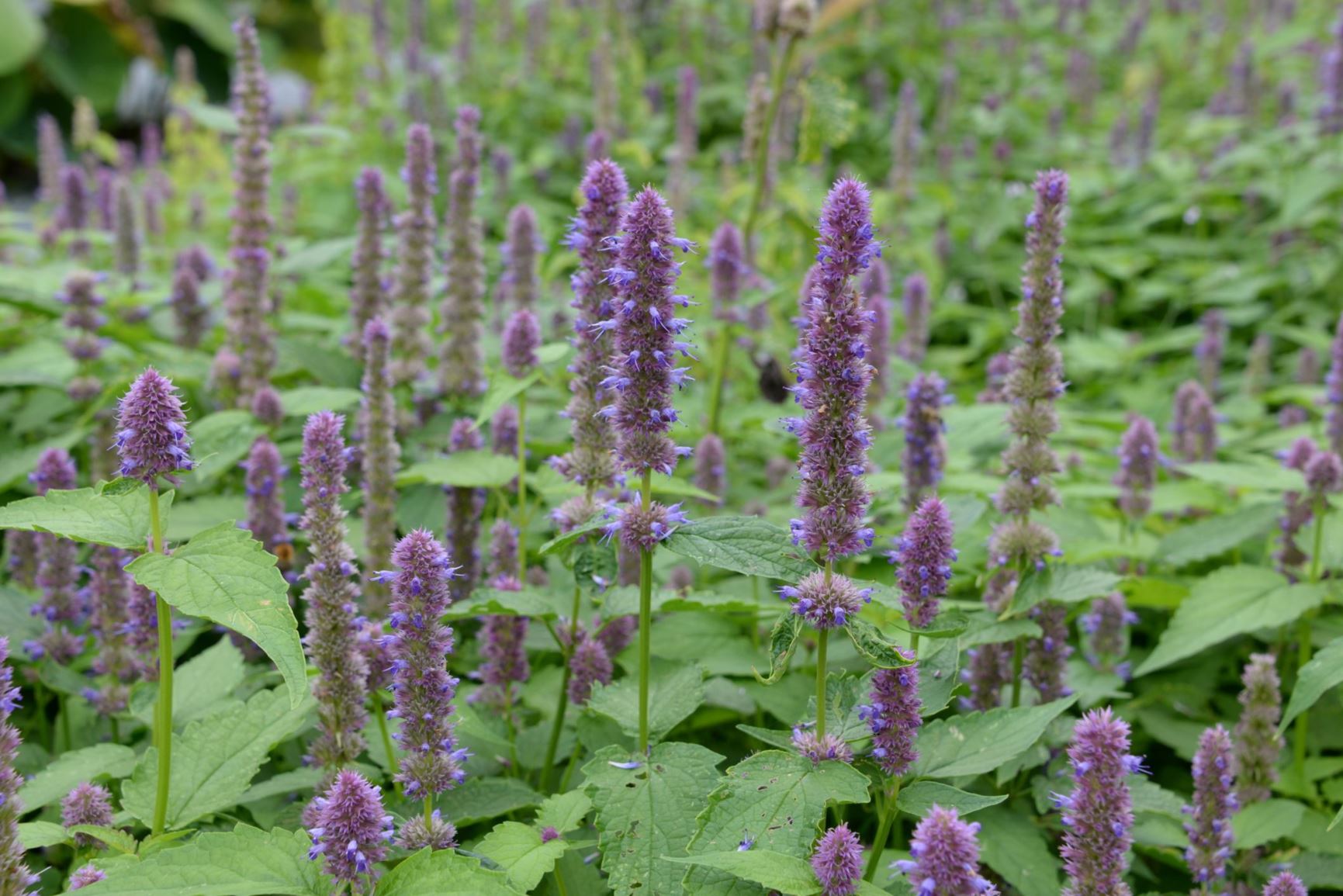 Agastache rugosa 'Korean Mint' - Hortelã Coreana, Menta Coreana - Imagem 4