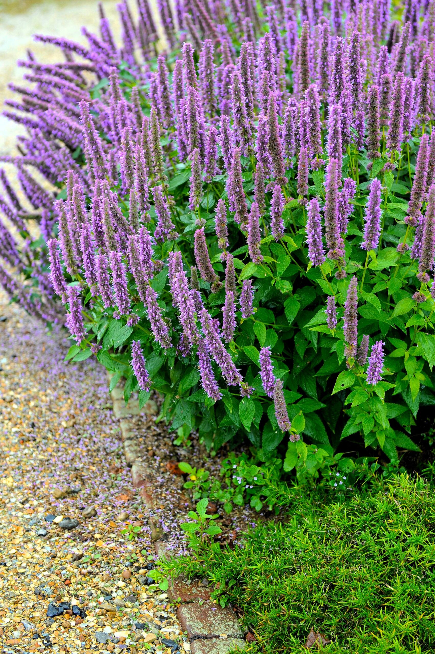 Agastache rugosa 'Korean Mint' - Hortelã Coreana, Menta Coreana - Imagem 6