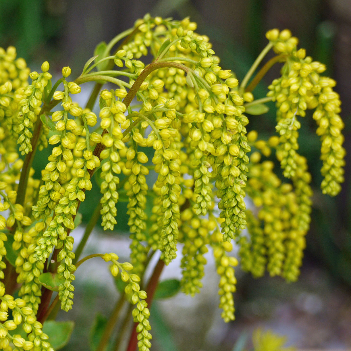 Chiastophyllum oppositifolium - Cauda de Cordeiro, Gota de Ouro
