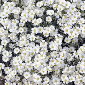Cerastium tomentosum - Neve no Verão, Floco de Neve, Cerasto Prateado, Dusty Miller