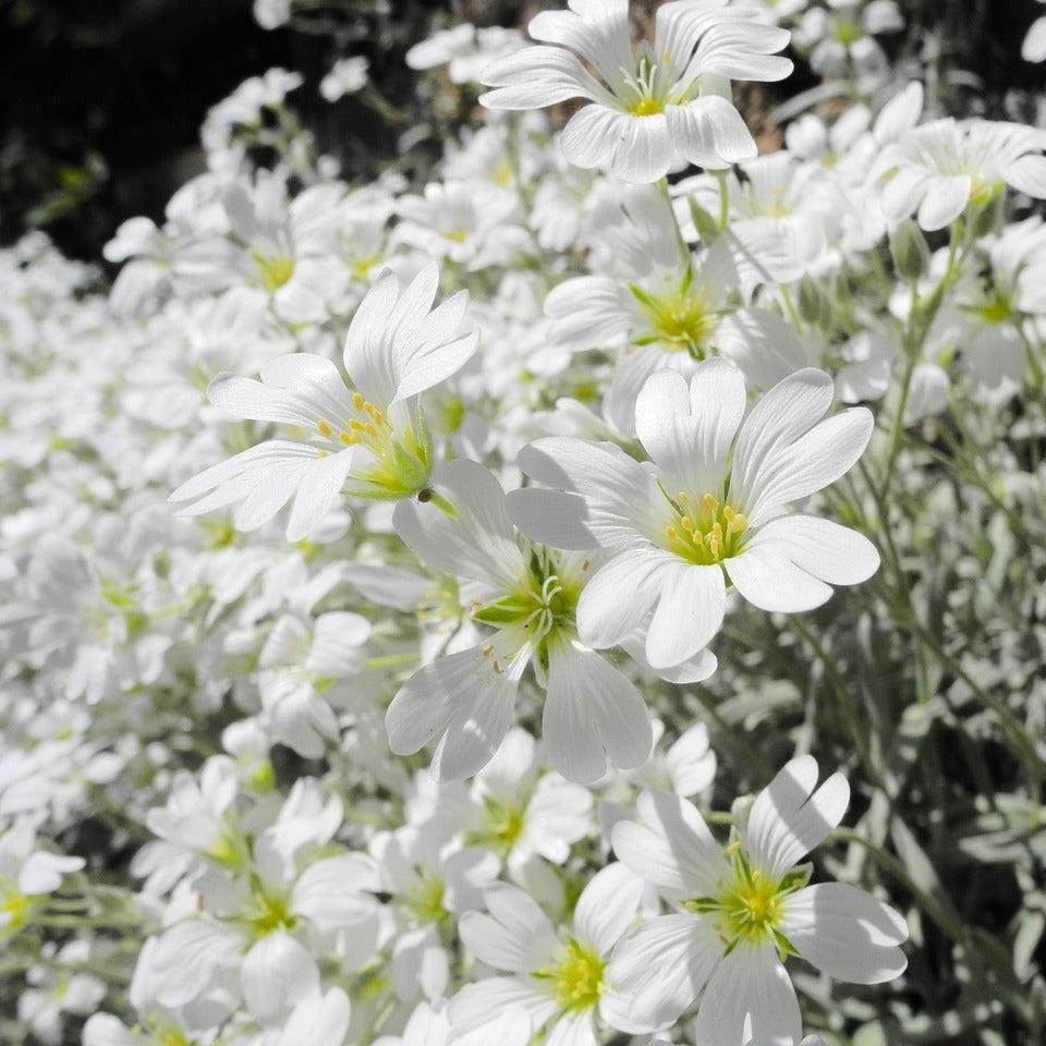 Cerastium tomentosum - Neve no Verão, Floco de Neve, Cerasto Prateado, Dusty Miller - Imagem 2