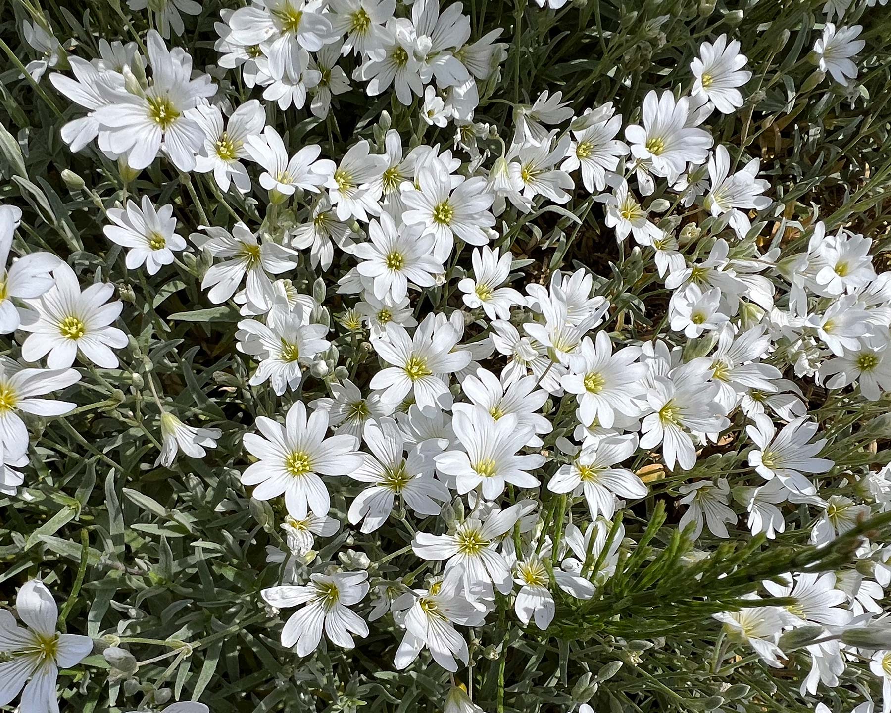 Cerastium tomentosum - Neve no Verão, Floco de Neve, Cerasto Prateado, Dusty Miller - Imagem 3
