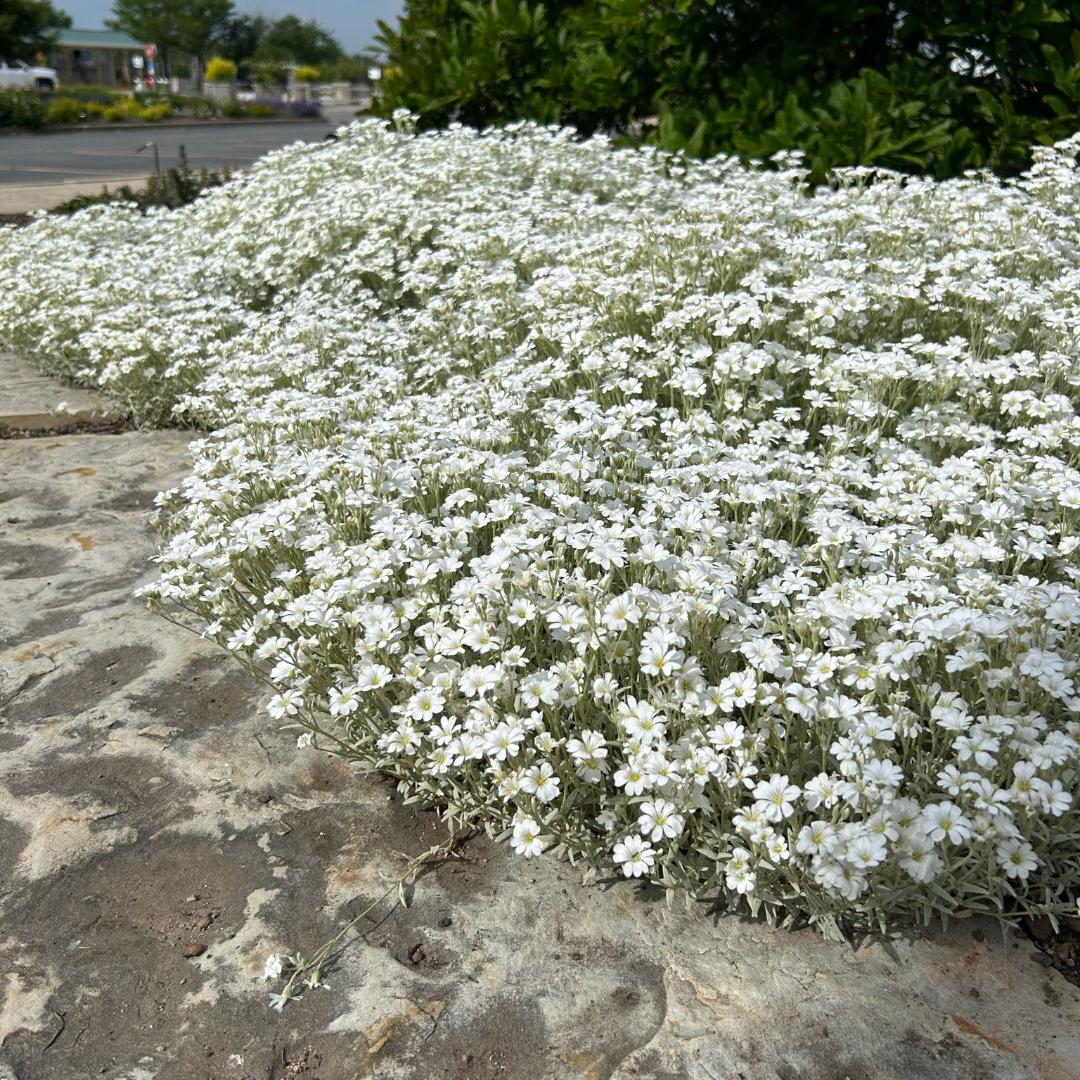 Cerastium tomentosum - Neve no Verão, Floco de Neve, Cerasto Prateado, Dusty Miller - Imagem 4