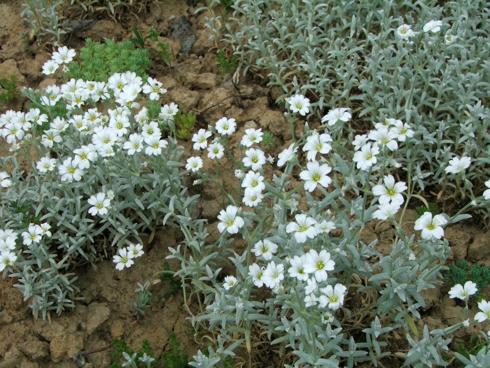 Cerastium tomentosum - Neve no Verão, Floco de Neve, Cerasto Prateado, Dusty Miller - Imagem 5