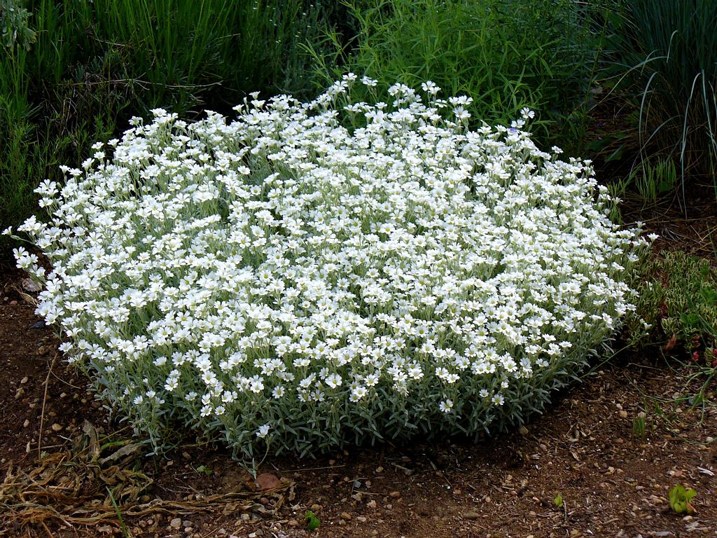 Cerastium tomentosum - Neve no Verão, Floco de Neve, Cerasto Prateado, Dusty Miller - Imagem 6