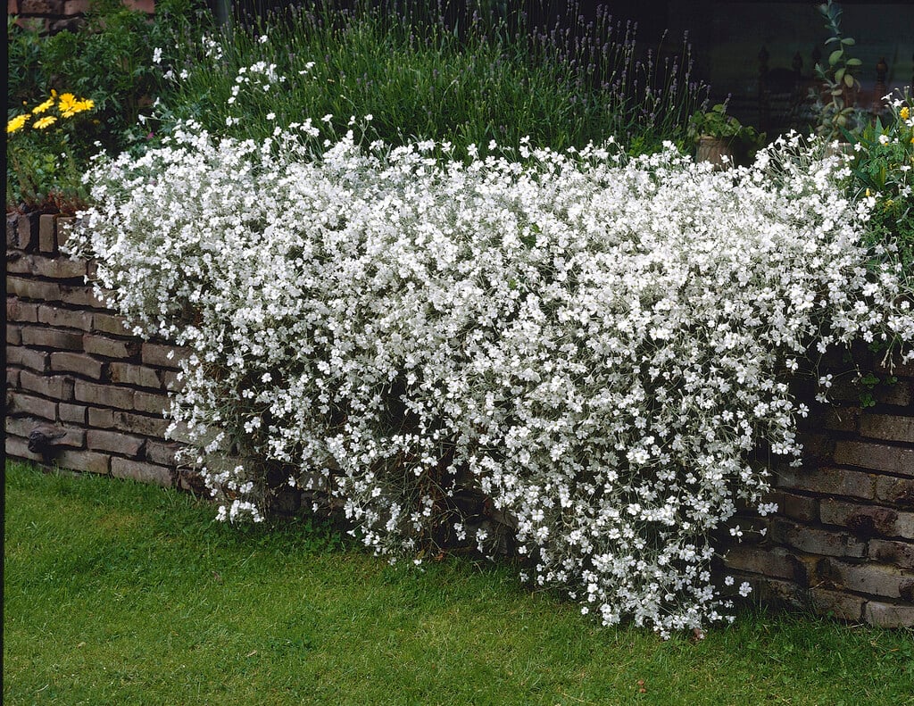 Cerastium tomentosum - Neve no Verão, Floco de Neve, Cerasto Prateado, Dusty Miller - Imagem 9