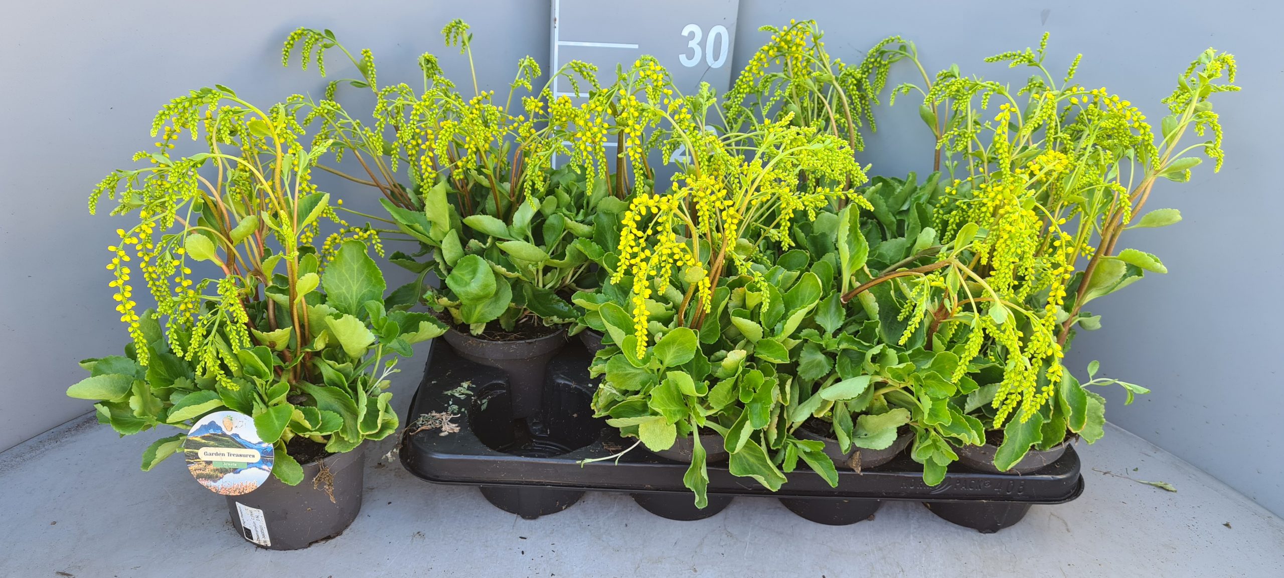 Chiastophyllum oppositifolium - Cauda de Cordeiro, Gota de Ouro - Imagem 2