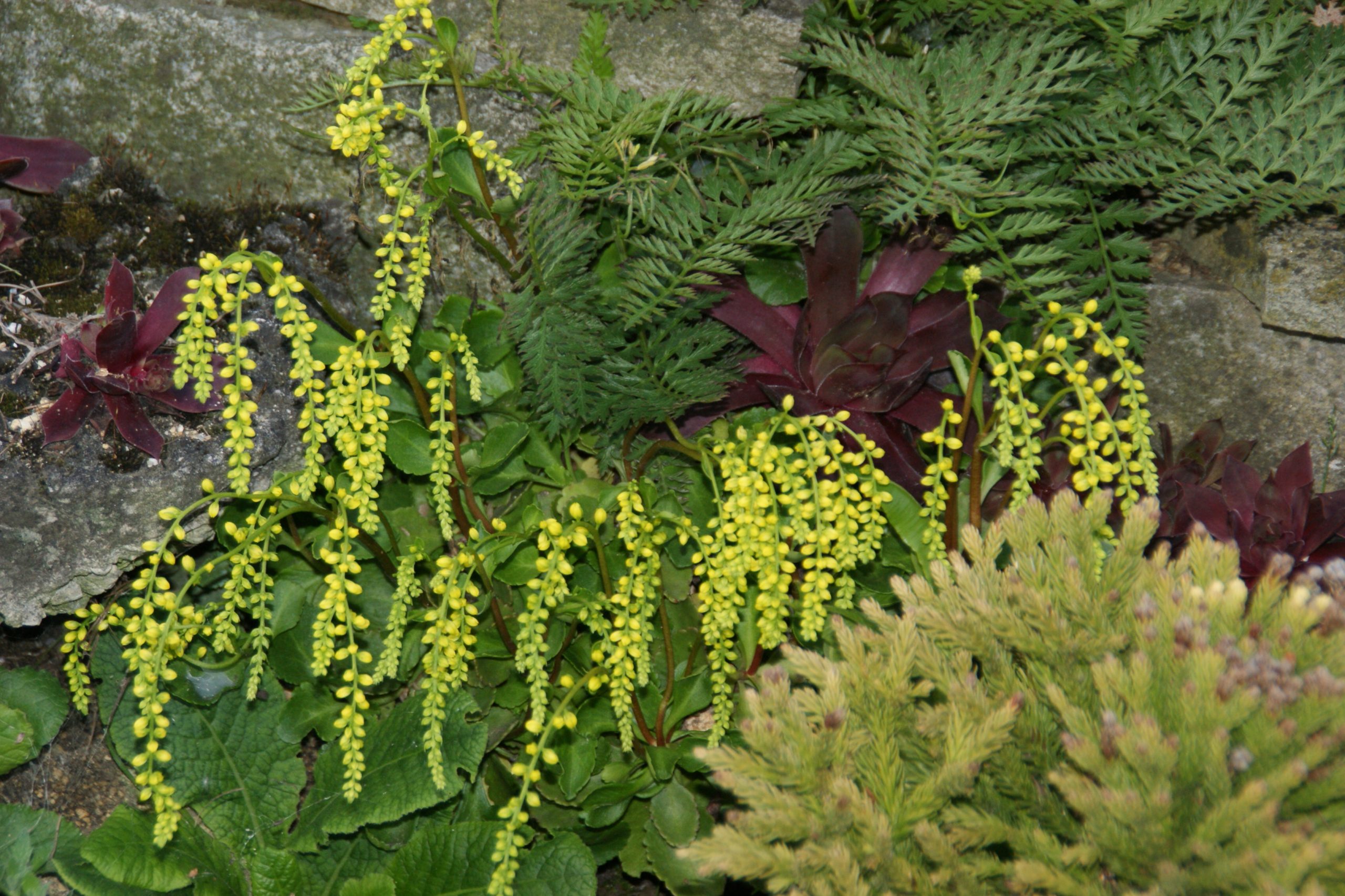 Chiastophyllum oppositifolium - Cauda de Cordeiro, Gota de Ouro - Imagem 3
