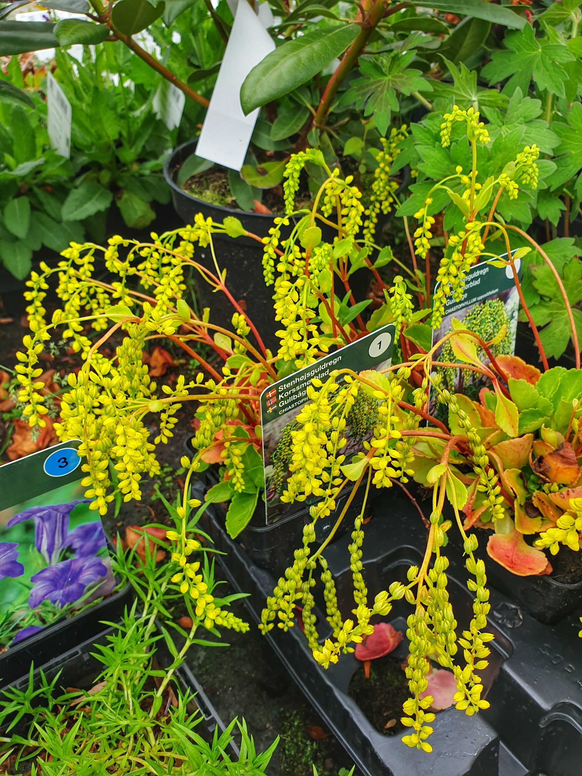 Chiastophyllum oppositifolium - Cauda de Cordeiro, Gota de Ouro - Imagem 4