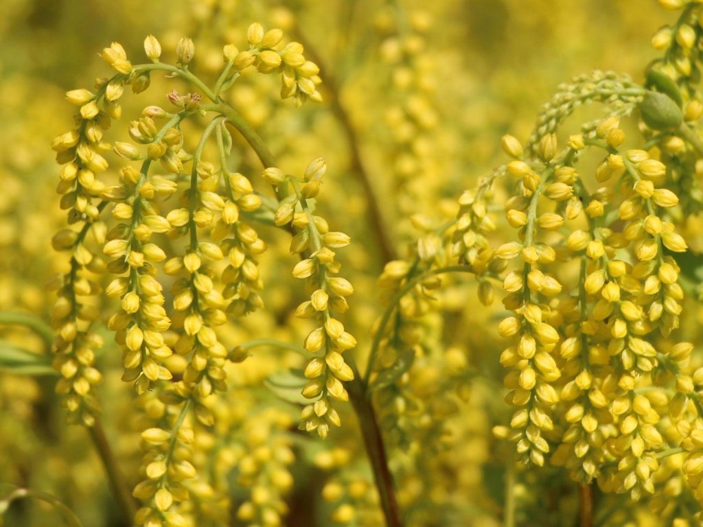 Chiastophyllum oppositifolium - Cauda de Cordeiro, Gota de Ouro - Imagem 5