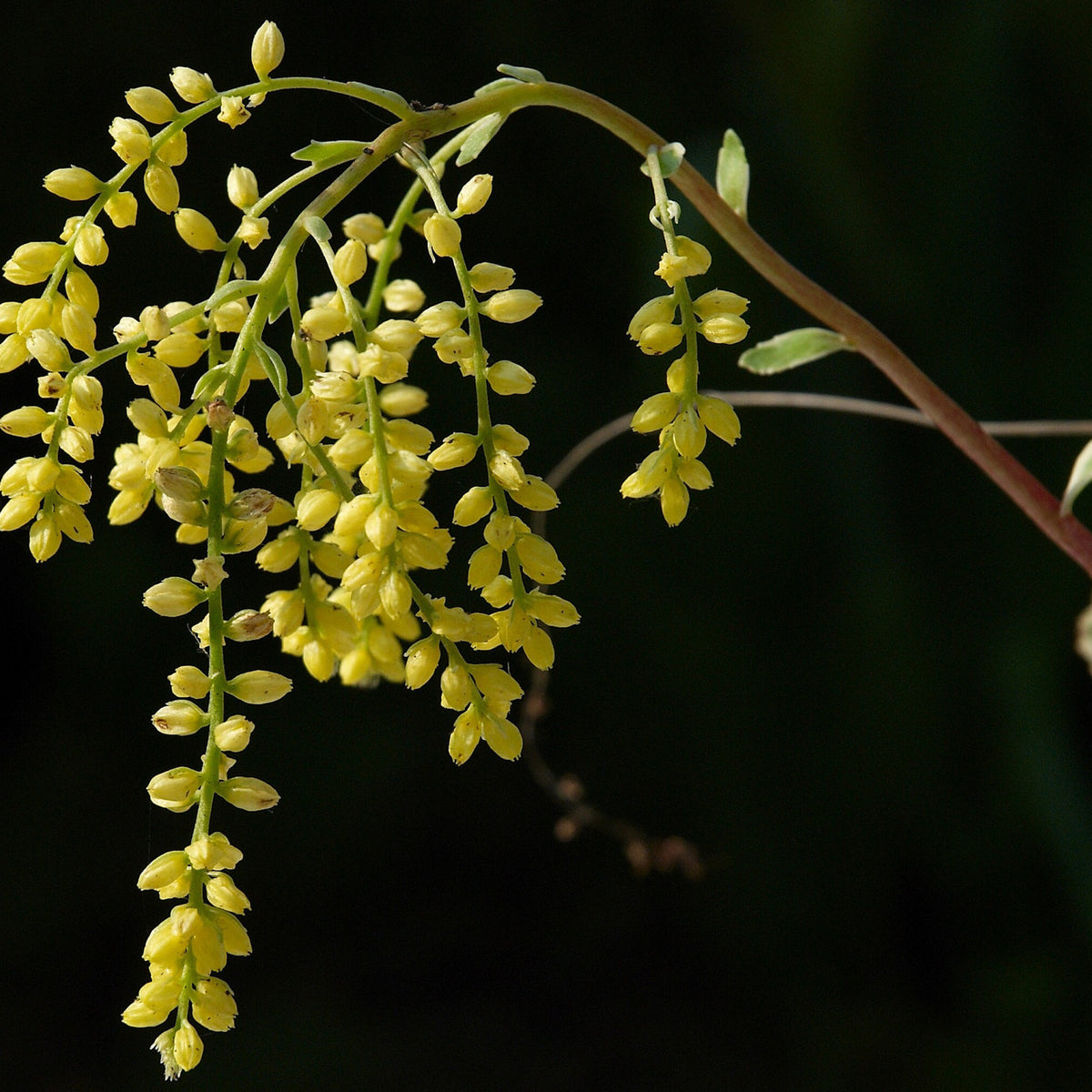 Chiastophyllum oppositifolium - Cauda de Cordeiro, Gota de Ouro - Imagem 6