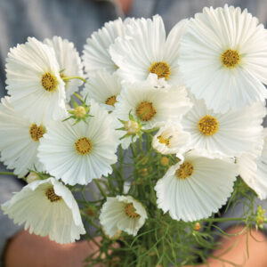 Cosmos bipinnatus ‘Cupcakes White’ - Cupcakes White