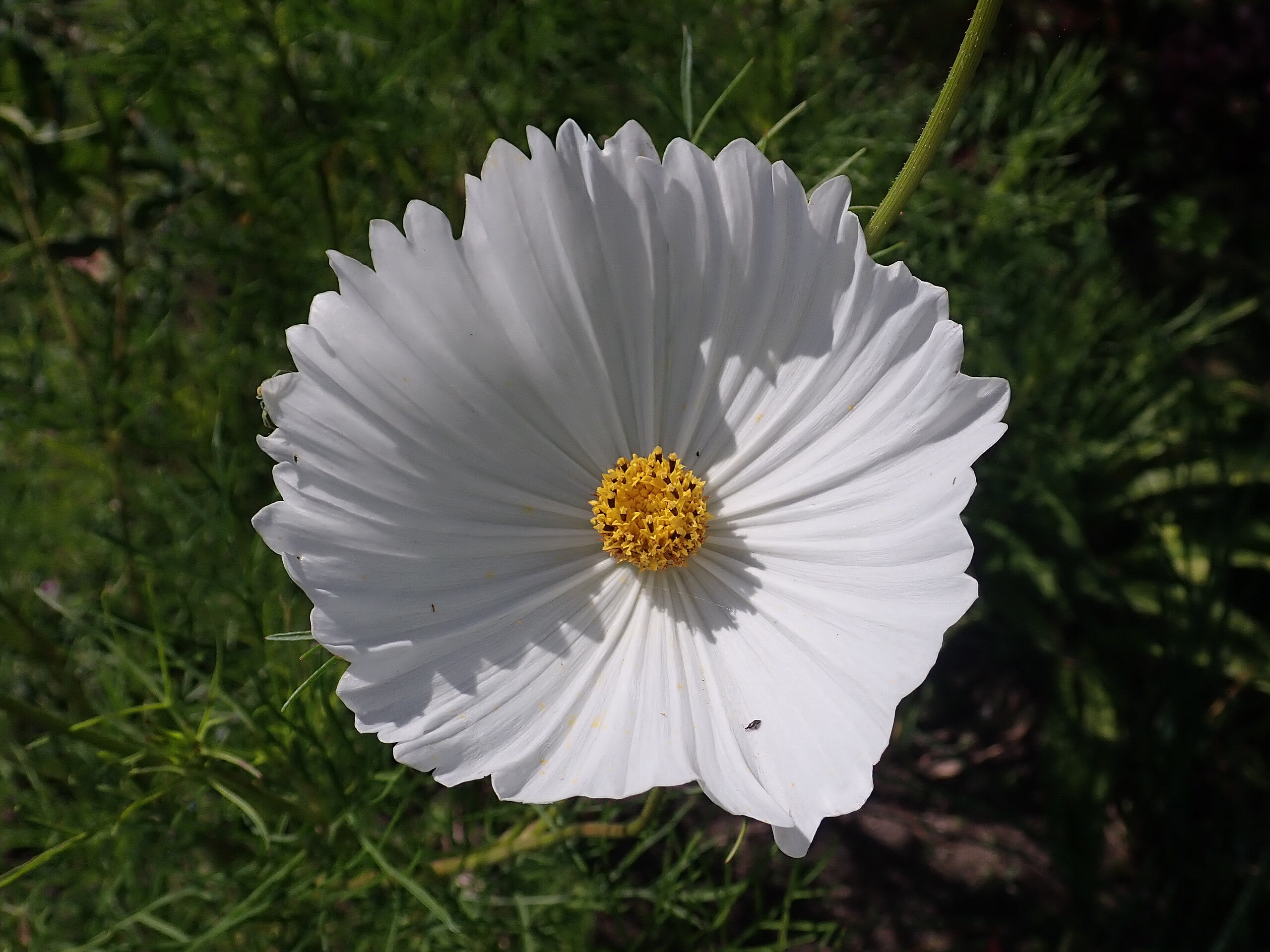 Cosmos bipinnatus ‘Cupcakes White’ - Cupcakes White - Imagem 5