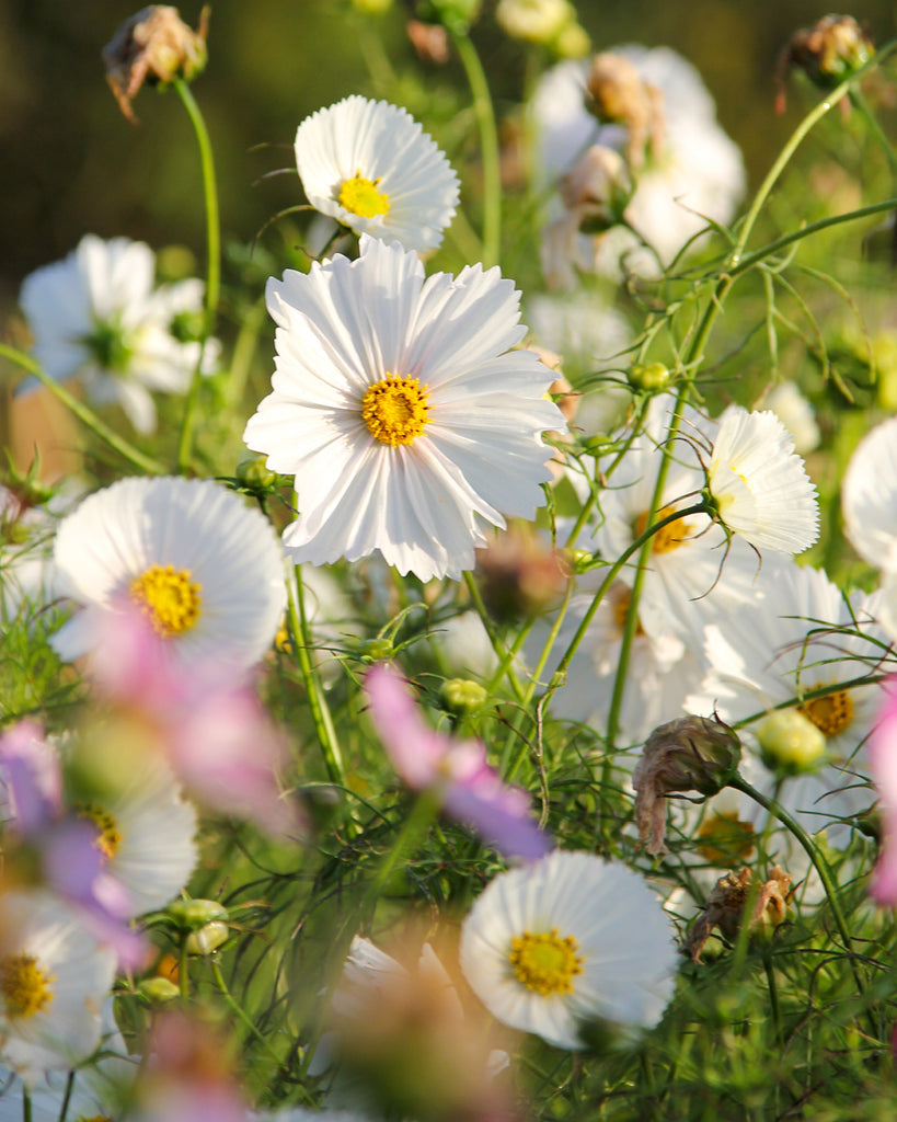 Cosmos bipinnatus ‘Cupcakes White’ - Cupcakes White - Imagem 7