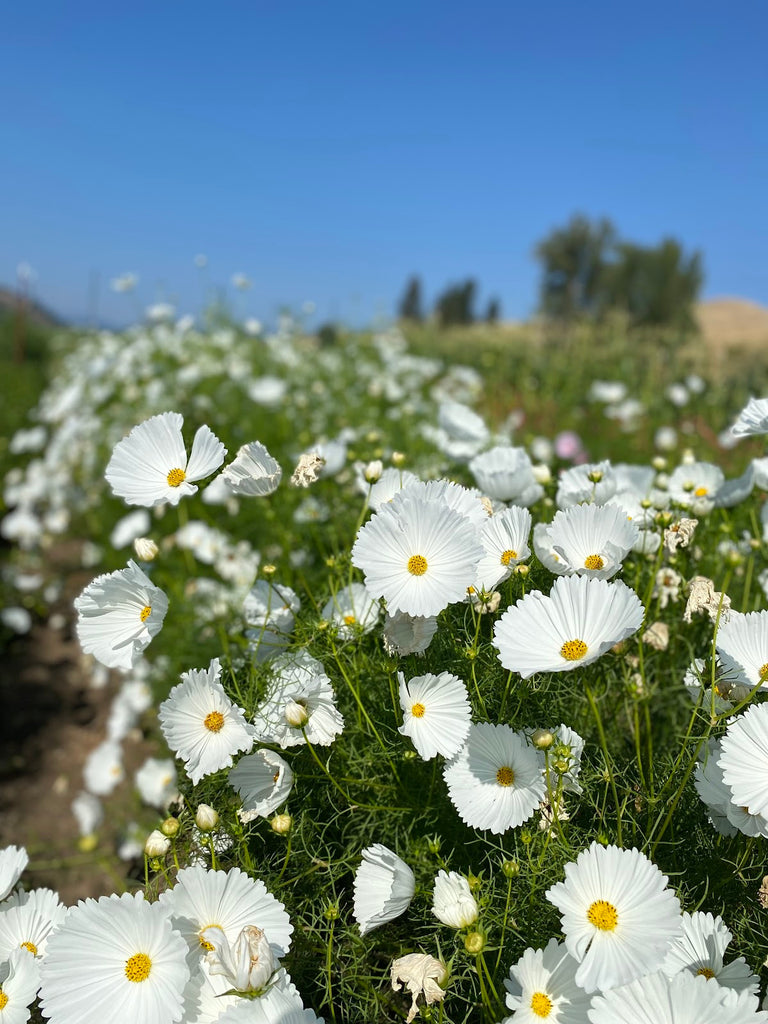 Cosmos bipinnatus ‘Cupcakes White’ - Cupcakes White - Imagem 11