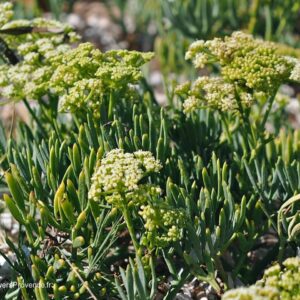 Crithmum maritimum - Funcho do Mar, Erva do Mar, Samphire, Perrexil do Mar