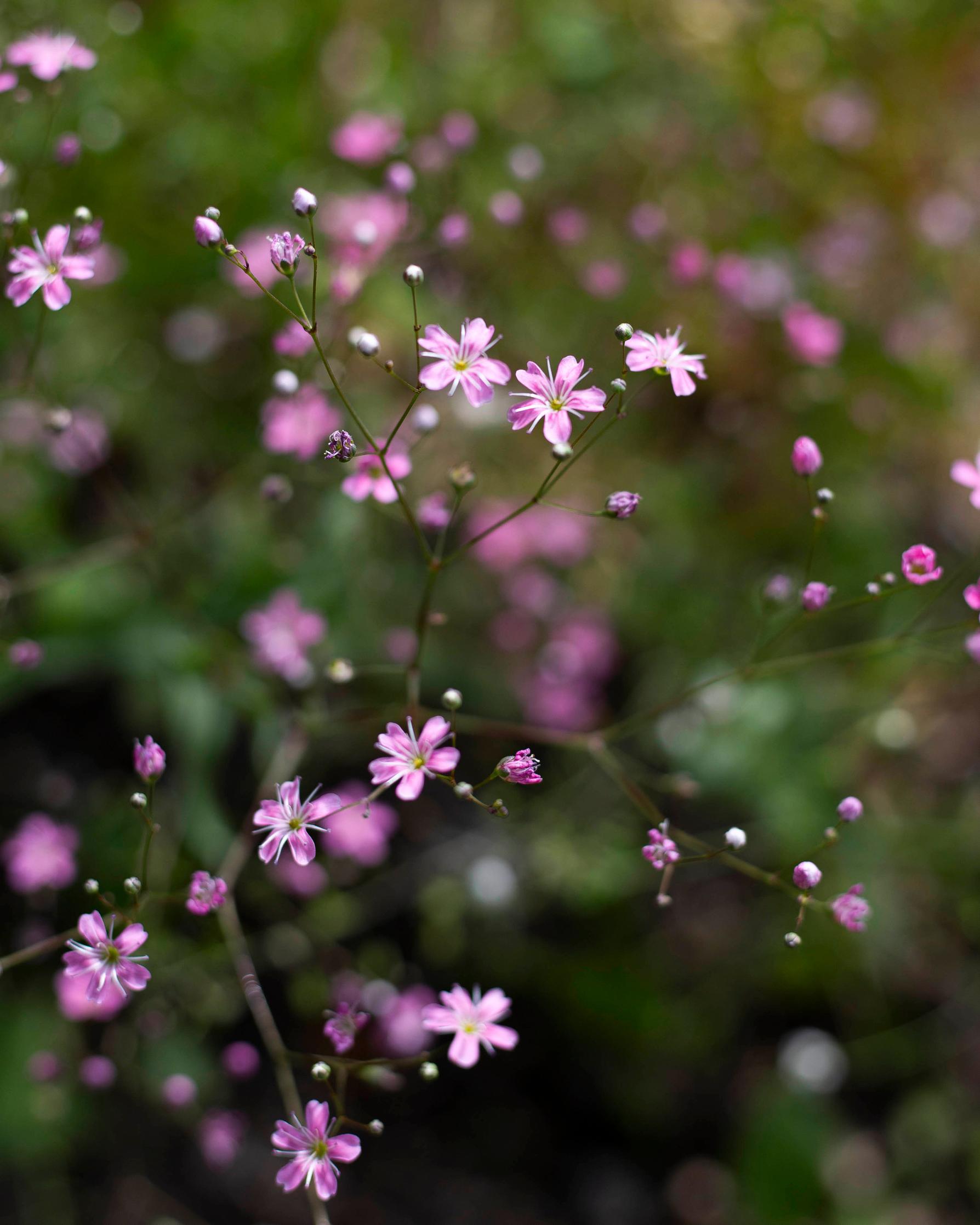 Gypsophila elegans 'Kermesina' - Mosquitinho de Bebê, Véu de Noiva, Branquinha, Cravo do Amor - Imagem 2
