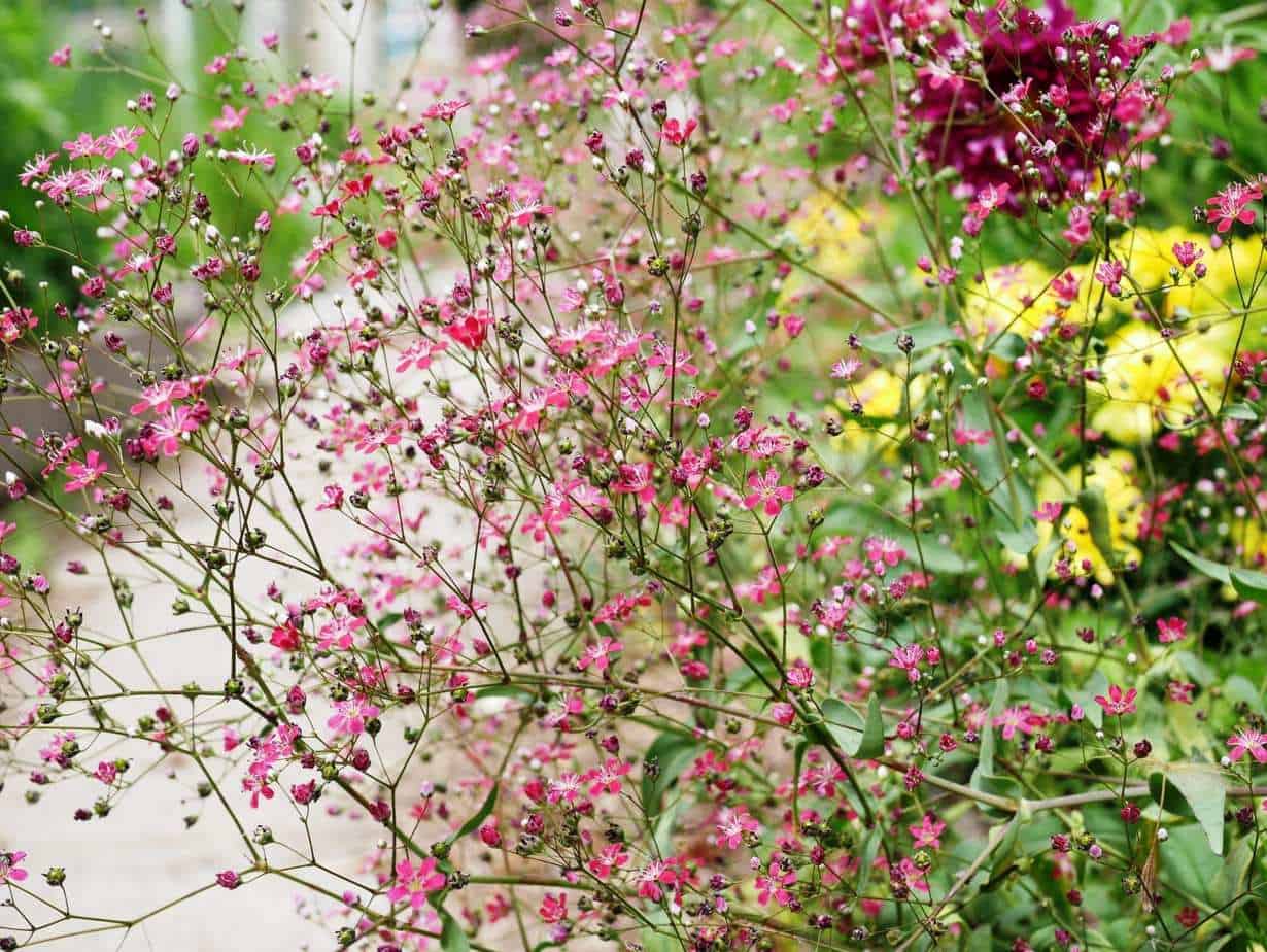 Gypsophila elegans 'Kermesina' - Mosquitinho de Bebê, Véu de Noiva, Branquinha, Cravo do Amor - Imagem 3