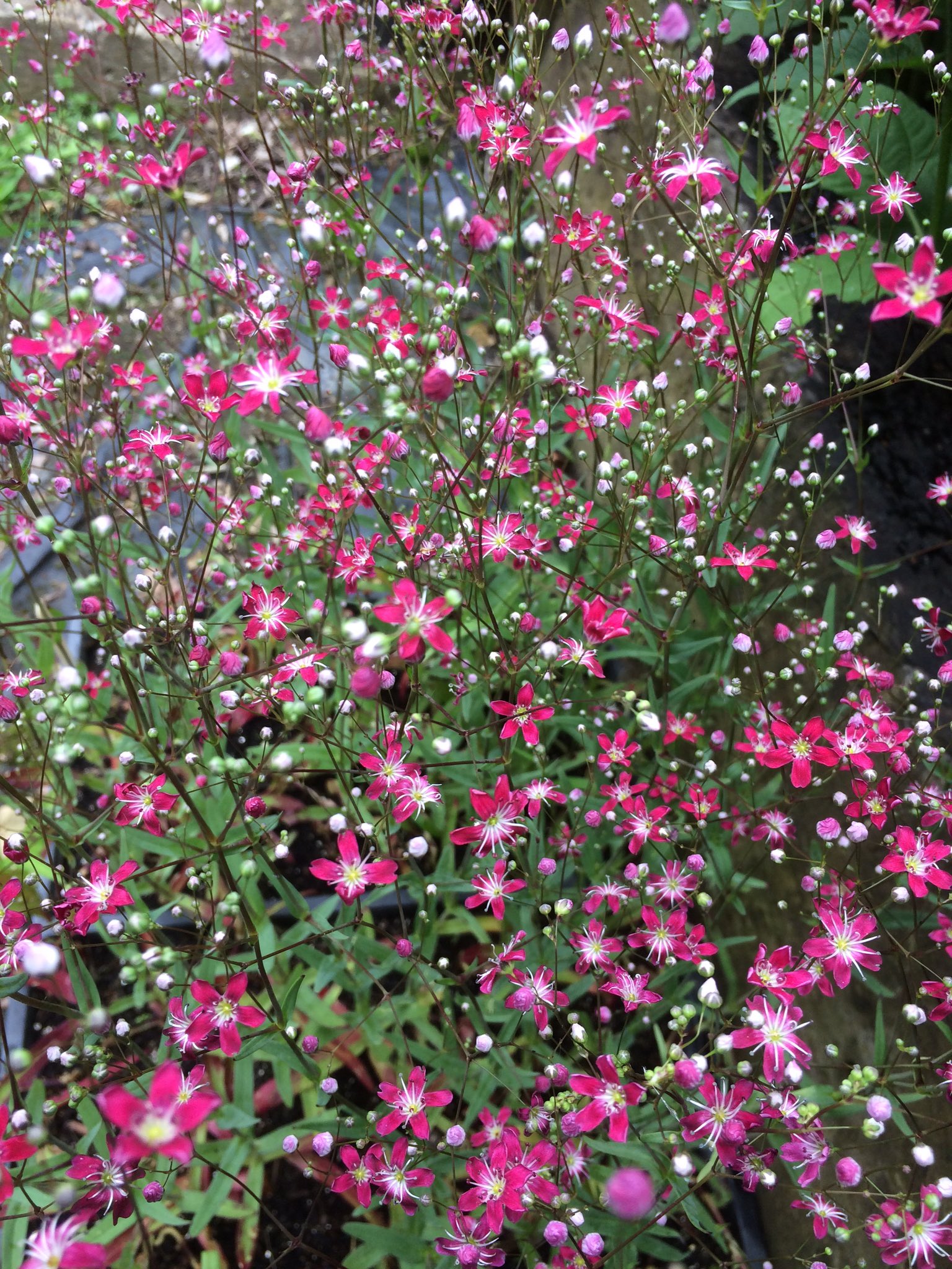 Gypsophila elegans 'Kermesina' - Mosquitinho de Bebê, Véu de Noiva, Branquinha, Cravo do Amor - Imagem 4