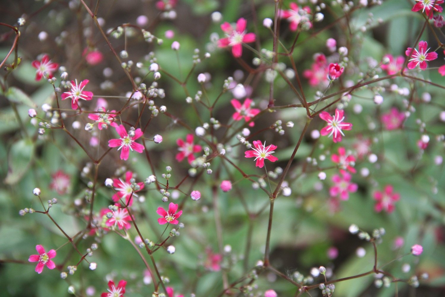 Gypsophila elegans 'Kermesina' - Mosquitinho de Bebê, Véu de Noiva, Branquinha, Cravo do Amor - Imagem 5