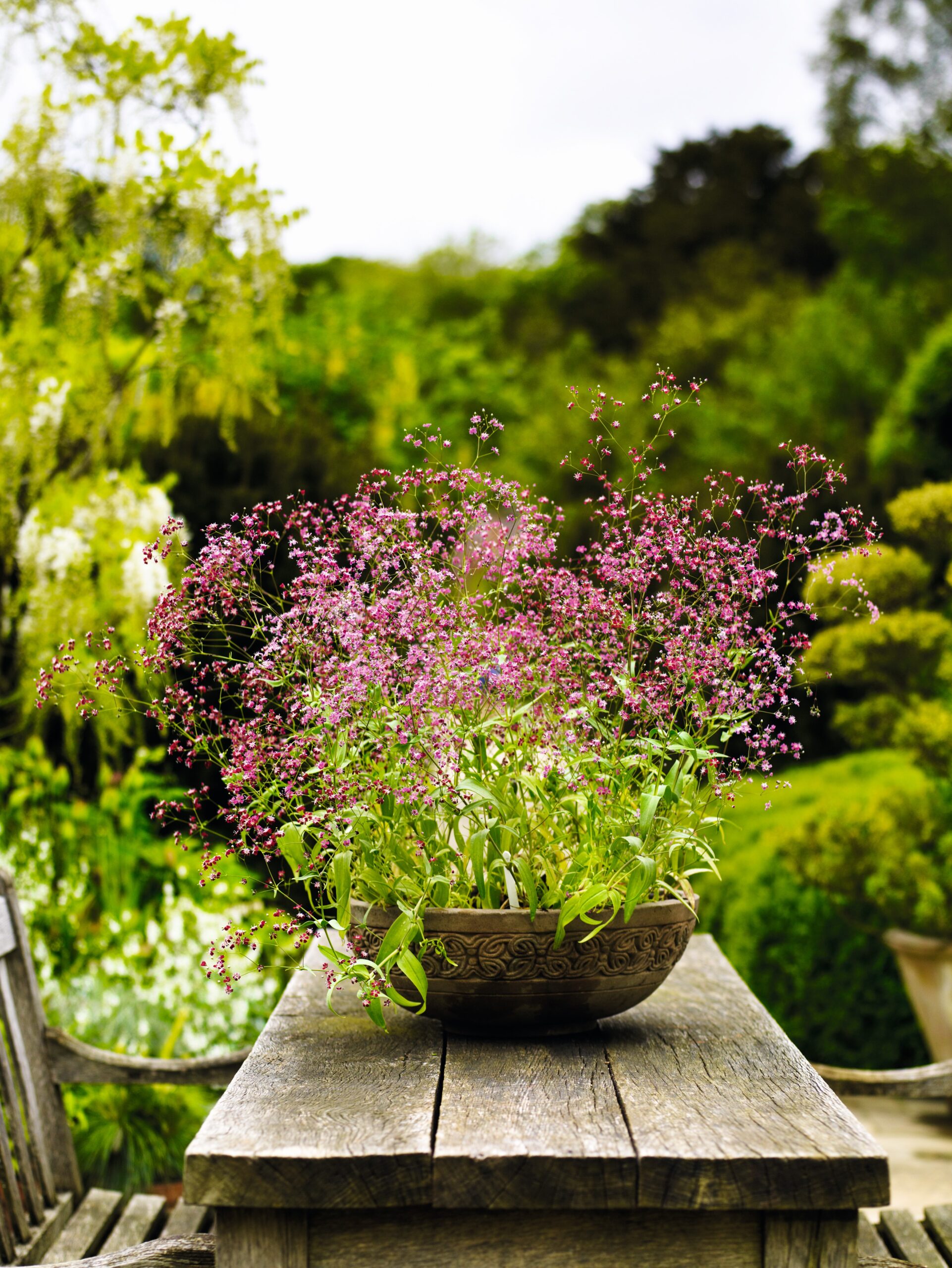 Gypsophila elegans 'Kermesina' - Mosquitinho de Bebê, Véu de Noiva, Branquinha, Cravo do Amor - Imagem 6