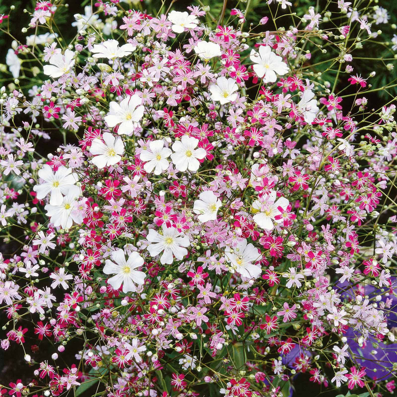 Gypsophila elegans Mixed (Red to White) - Mosquitinho de Bebê, Véu de Noiva, Branquinha, Cravo do Amor