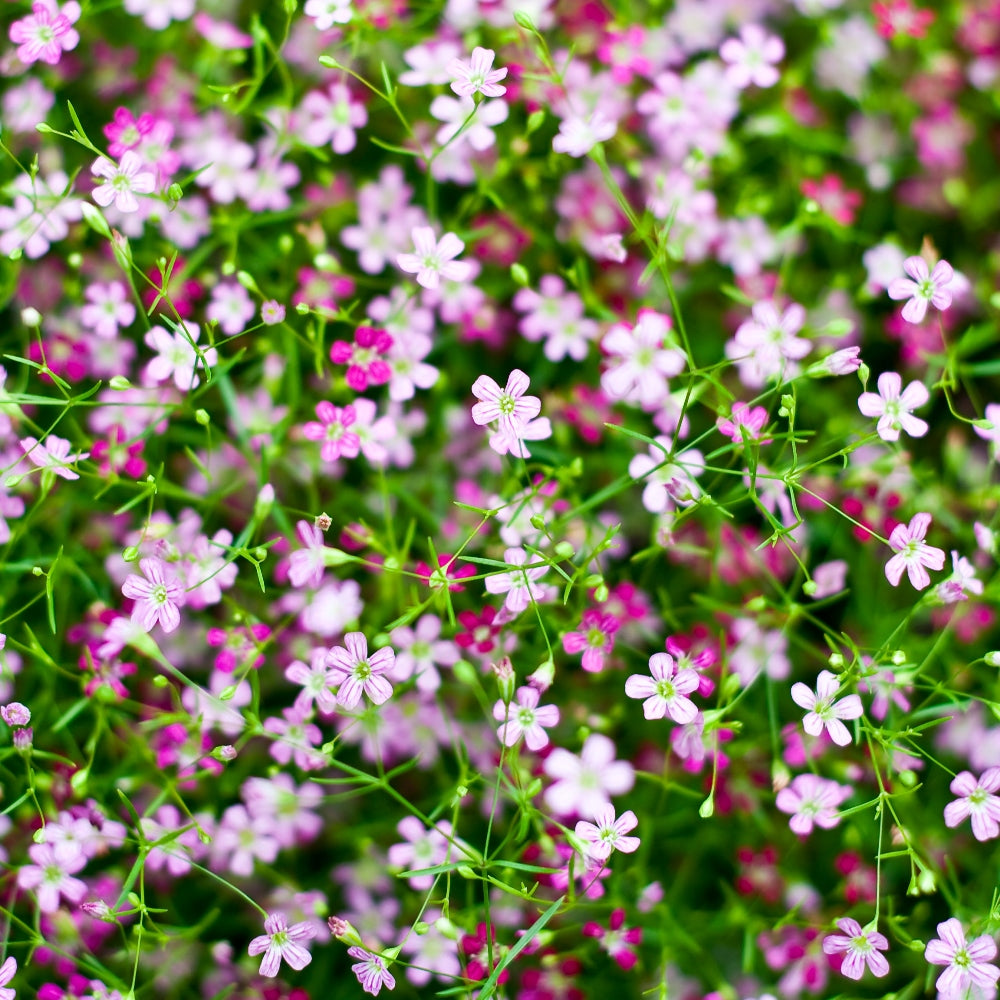 Gypsophila elegans Mixed (Red to White) - Mosquitinho de Bebê, Véu de Noiva, Branquinha, Cravo do Amor - Imagem 2