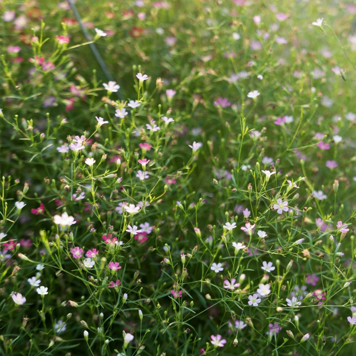 Gypsophila elegans Mixed (Red to White) - Mosquitinho de Bebê, Véu de Noiva, Branquinha, Cravo do Amor - Imagem 3