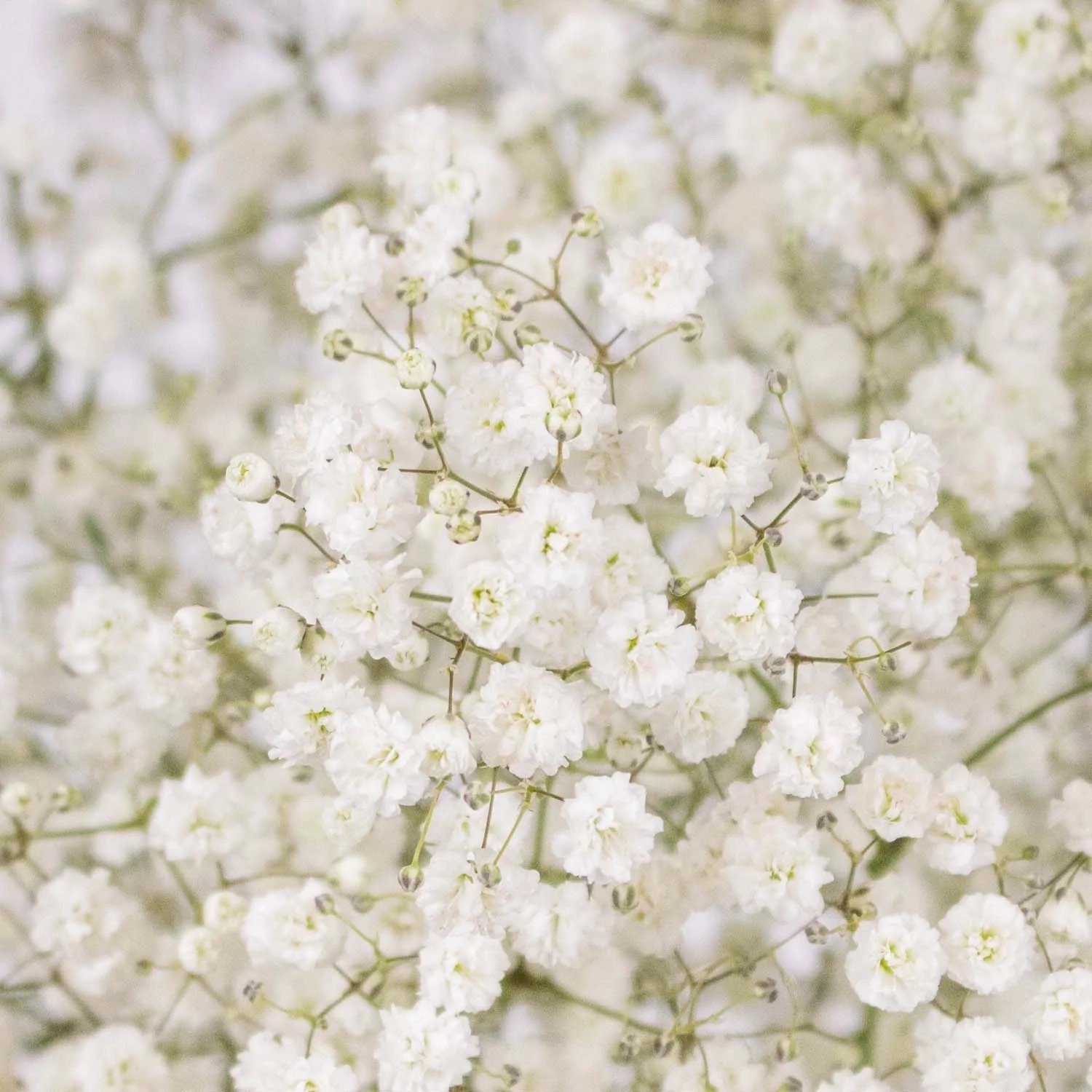 Gypsophila paniculata 'Flocon de Neige' Double - Mosquitinho, Véu de Noiva, Branquinha, Cravo de Amor