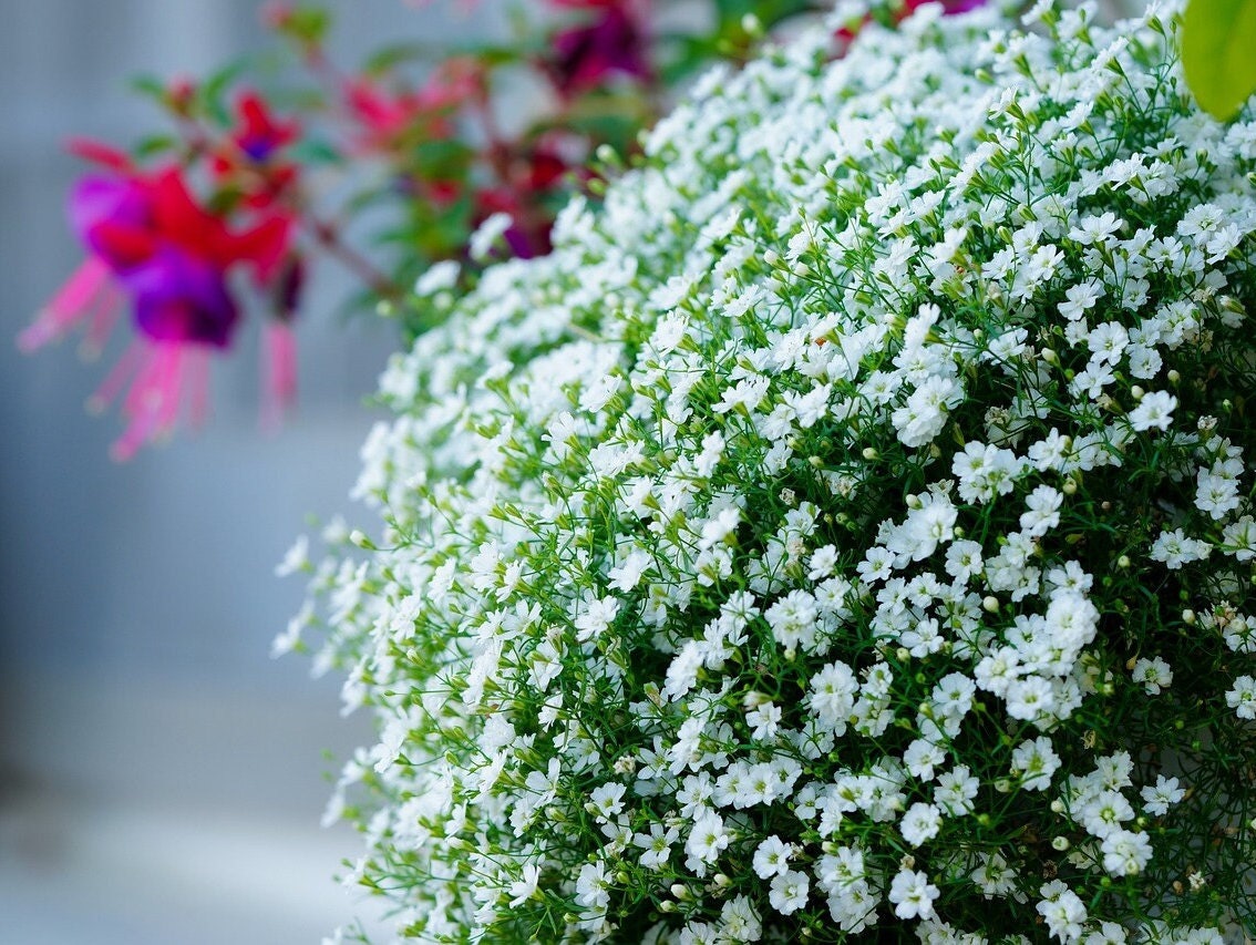 Gypsophila paniculata 'Flocon de Neige' Double - Mosquitinho, Véu de Noiva, Branquinha, Cravo de Amor - Imagem 2
