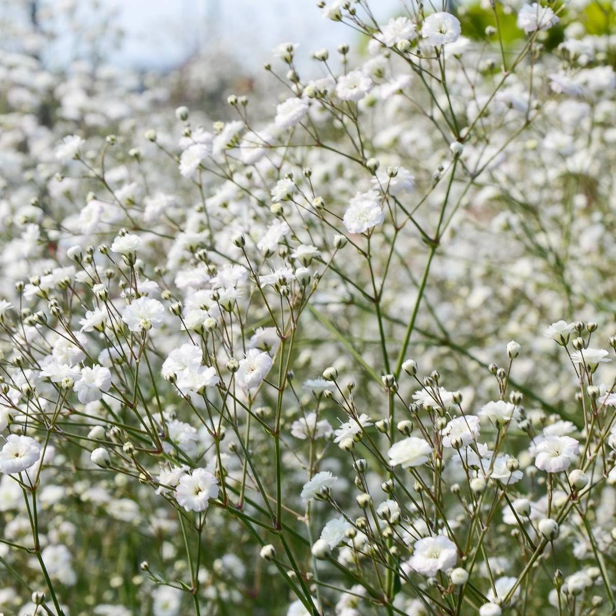 Gypsophila paniculata 'Flocon de Neige' Double - Mosquitinho, Véu de Noiva, Branquinha, Cravo de Amor - Imagem 3