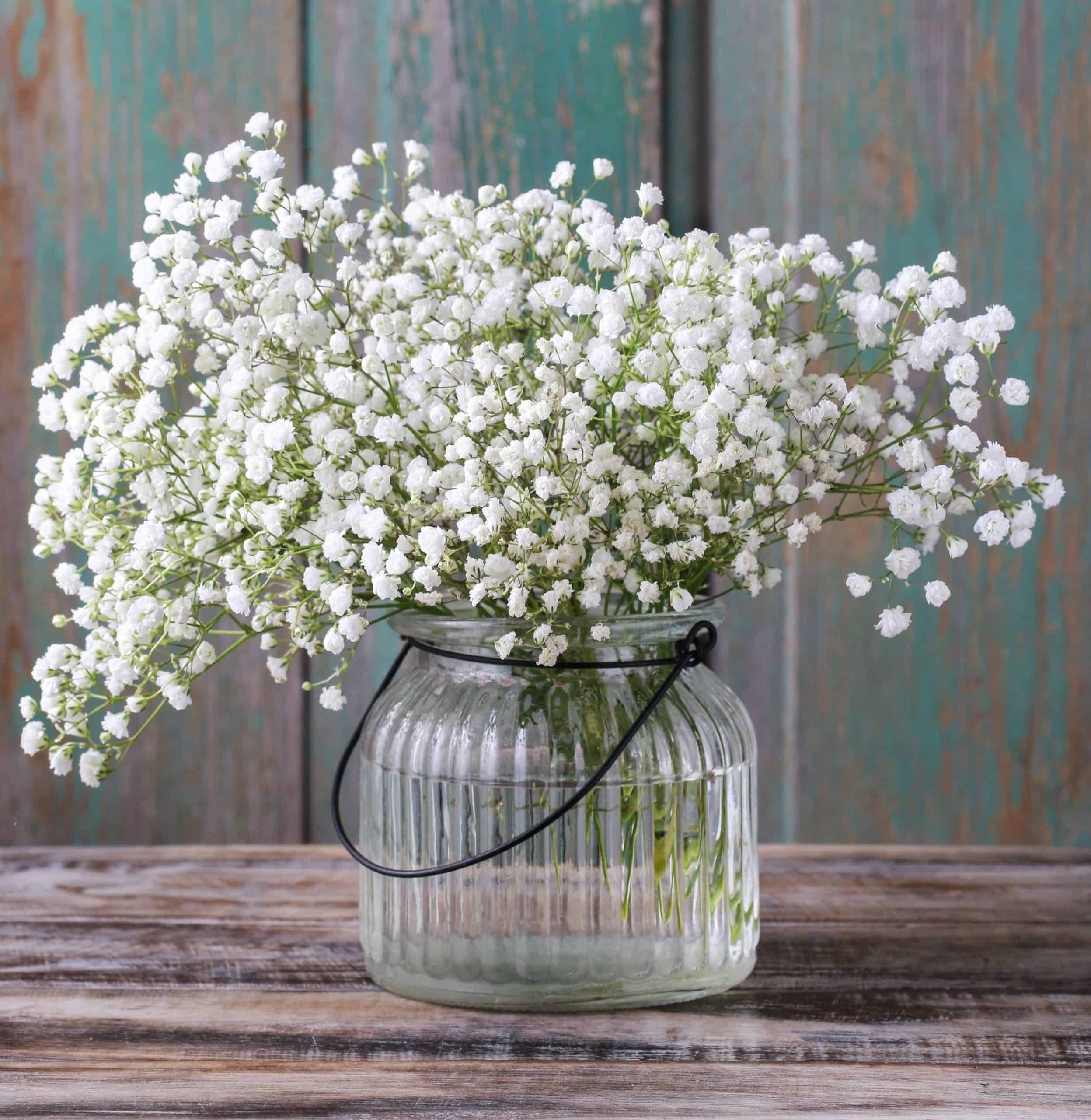 Gypsophila paniculata 'Flocon de Neige' Double - Mosquitinho, Véu de Noiva, Branquinha, Cravo de Amor - Imagem 5